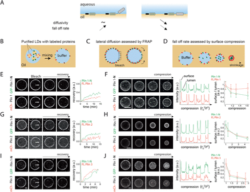 Publication Article Scientifique 2019